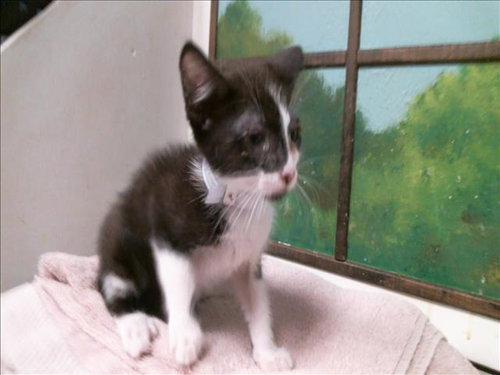 SHELLY, a cat for adoption from City of Houston, Bureau of Animal Regulation and Care