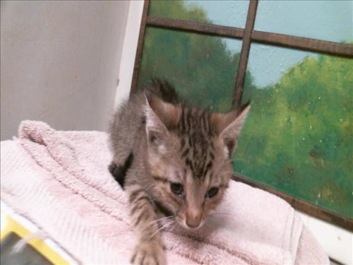 GASBY, a cat for adoption from City of Houston, Bureau of Animal Regulation and Care