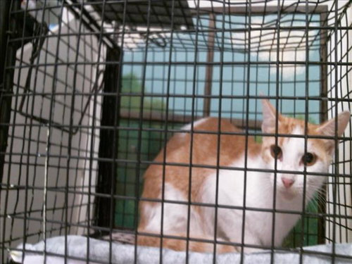 PACHIRISU, a cat for adoption from City of Houston, Bureau of Animal Regulation and Care