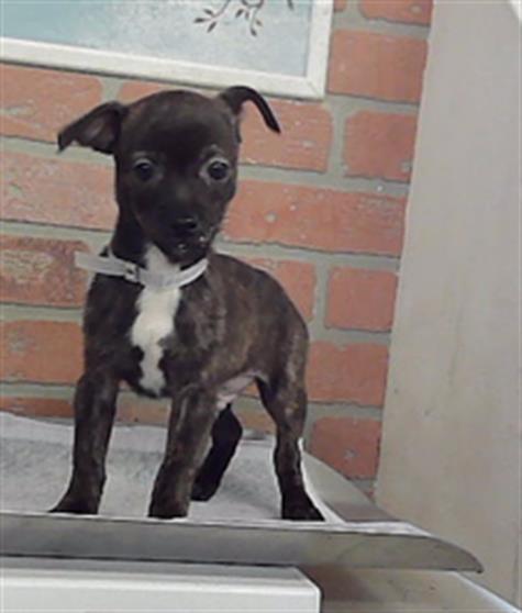 OLLIE, a dog for adoption from City of Houston, Bureau of Animal Regulation and Care