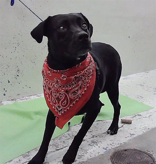 POPPY, a dog for adoption from City of Houston, Bureau of Animal Regulation and Care