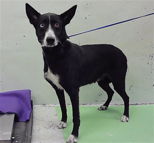 NALA, a dog for adoption from City of Houston, Bureau of Animal Regulation and Care
