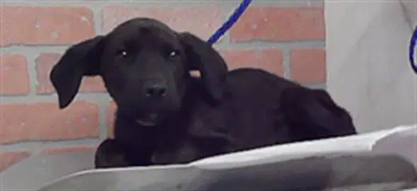 Sammy image 1