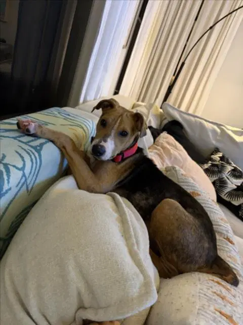 Richard - Beagle