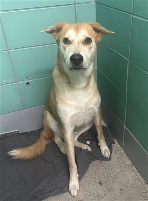 GIZMO, a dog for adoption from City of Houston, Bureau of Animal Regulation and Care
