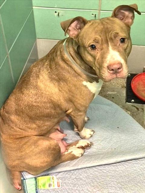HENNESSEY, a dog for adoption from City of Houston, Bureau of Animal Regulation and Care