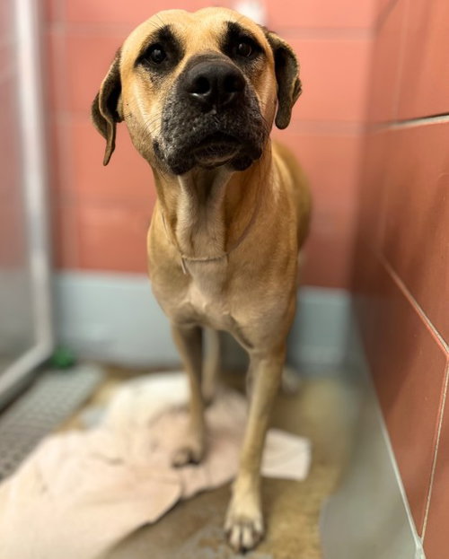 MICHAEL KEY, a dog for adoption from City of Houston, Bureau of Animal Regulation and Care
