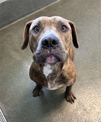 DENNIE, a dog for adoption from City of Houston, Bureau of Animal Regulation and Care