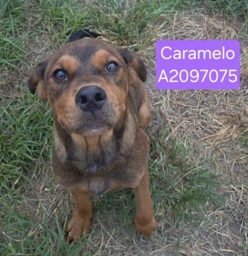 SHADEAUX, a dog for adoption from City of Houston, Bureau of Animal Regulation and Care