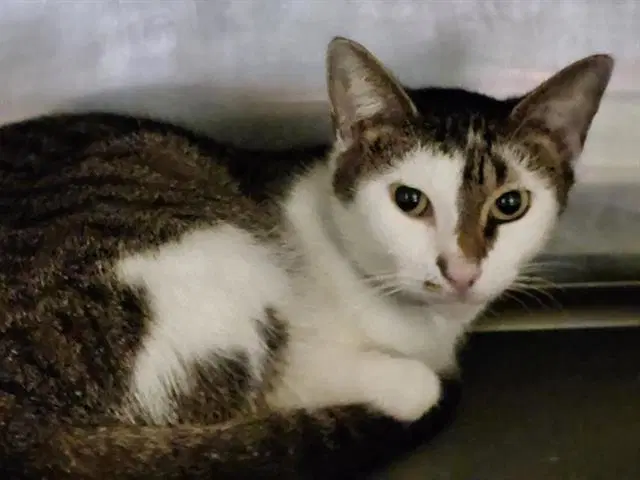 Peka - Domestic Short Hair
