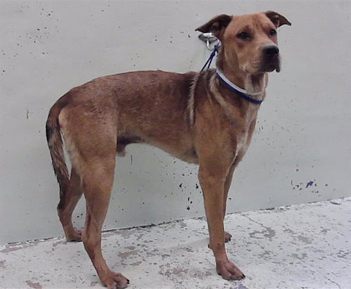 DAVE, a dog for adoption from City of Houston, Bureau of Animal Regulation and Care