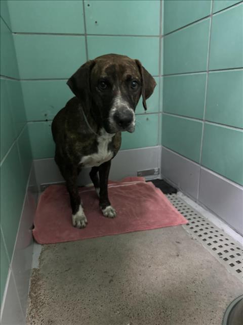 CARAMEL, a dog for adoption from City of Houston, Bureau of Animal Regulation and Care