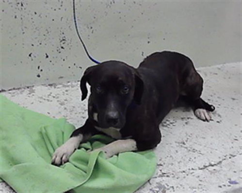 A2099543, a dog for adoption from City of Houston, Bureau of Animal Regulation and Care