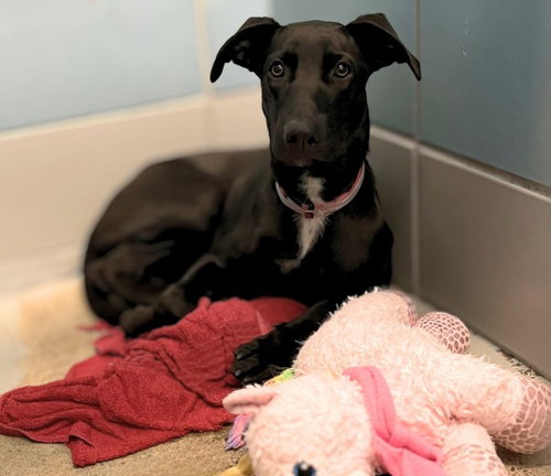 CINDY, a dog for adoption from City of Houston, Bureau of Animal Regulation and Care