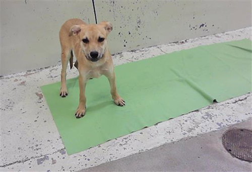 NOODLE, a dog for adoption from City of Houston, Bureau of Animal Regulation and Care