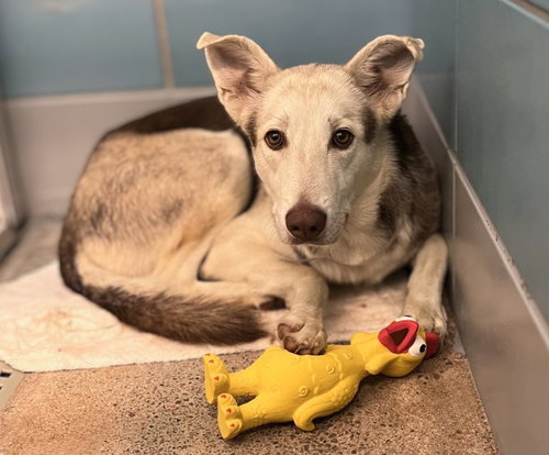 SVETLANA, a dog for adoption from City of Houston, Bureau of Animal Regulation and Care