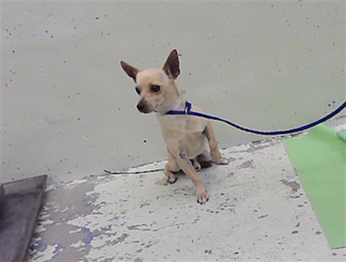 A2099787, a dog for adoption from City of Houston, Bureau of Animal Regulation and Care