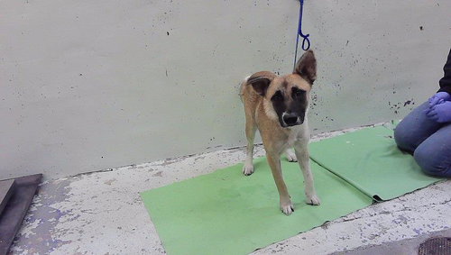 LILLY, a dog for adoption from City of Houston, Bureau of Animal Regulation and Care