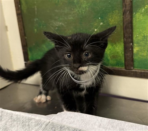 MARS, a cat for adoption from City of Houston, Bureau of Animal Regulation and Care