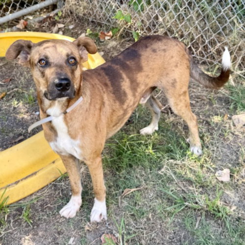 DANNY, a dog for adoption from City of Houston, Bureau of Animal Regulation and Care