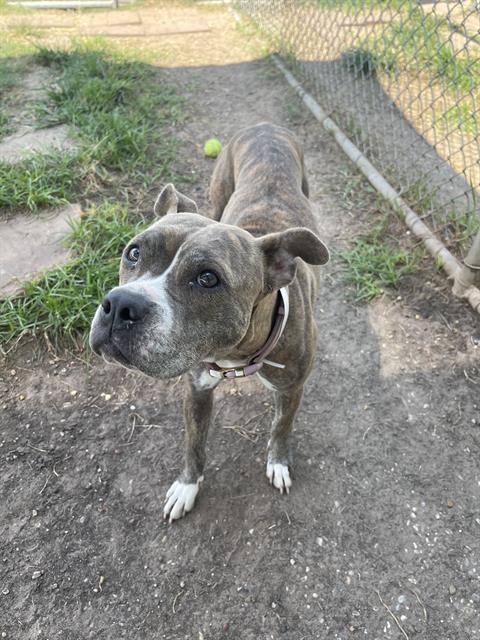 MIMI, a dog for adoption from City of Houston, Bureau of Animal Regulation and Care
