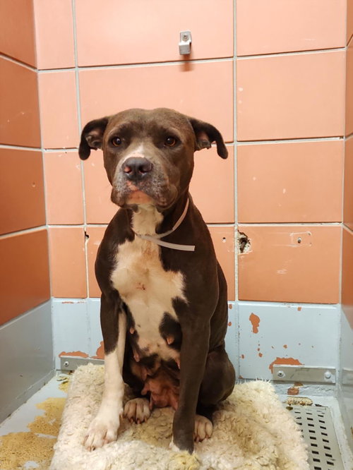 SASSY, a dog for adoption from City of Houston, Bureau of Animal Regulation and Care