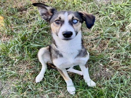 LISA GREY, a dog for adoption from City of Houston, Bureau of Animal Regulation and Care