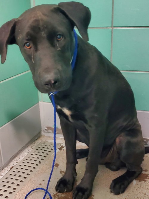 MOE, a dog for adoption from City of Houston, Bureau of Animal Regulation and Care