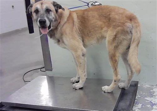 BARNEY, a dog for adoption from City of Houston, Bureau of Animal Regulation and Care