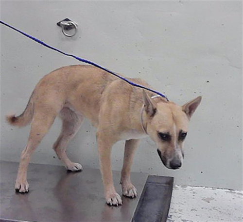 KELLY, a dog for adoption from City of Houston, Bureau of Animal Regulation and Care