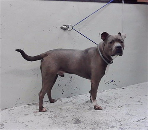 PRINCE WILLIAMS, a dog for adoption from City of Houston, Bureau of Animal Regulation and Care