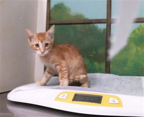 NACHIO, a cat for adoption from City of Houston, Bureau of Animal Regulation and Care