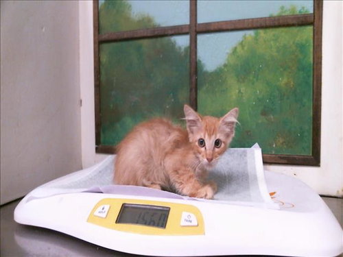 MASSIMO, a cat for adoption from City of Houston, Bureau of Animal Regulation and Care