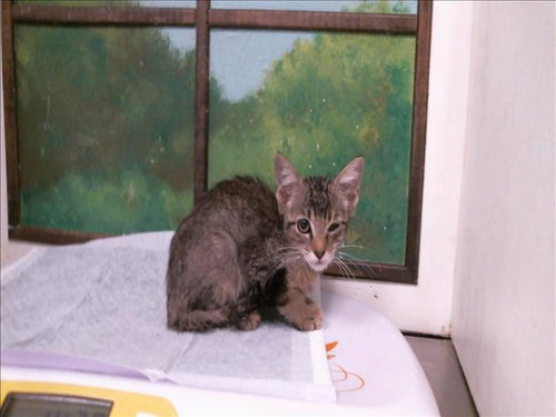 LAURA, a cat for adoption from City of Houston, Bureau of Animal Regulation and Care