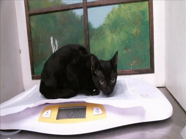 Foca image 1