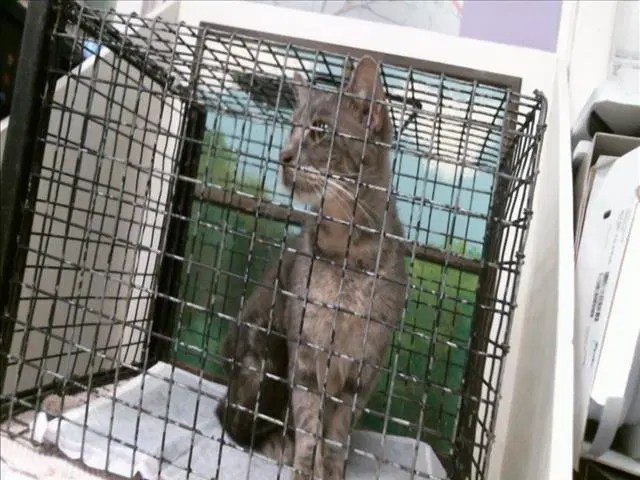Cherubi - Domestic Short Hair