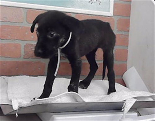 A2101234, a dog for adoption from City of Houston, Bureau of Animal Regulation and Care