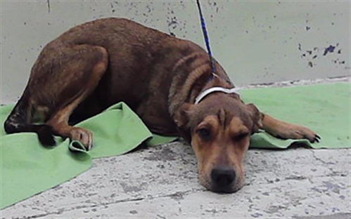 A2099928, a dog for adoption from City of Houston, Bureau of Animal Regulation and Care