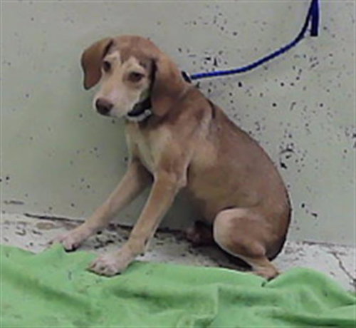 DINO, a dog for adoption from City of Houston, Bureau of Animal Regulation and Care