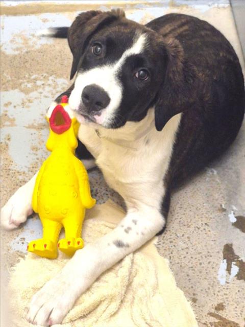 CHERRY, a dog for adoption from City of Houston, Bureau of Animal Regulation and Care