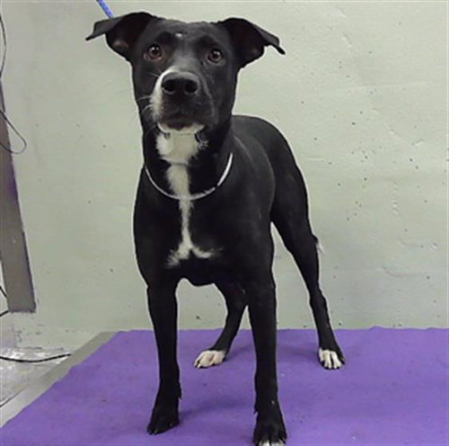 STACY, a dog for adoption from City of Houston, Bureau of Animal Regulation and Care