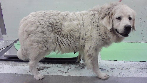 A2101525, a dog for adoption from City of Houston, Bureau of Animal Regulation and Care