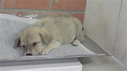 A2101526, a dog for adoption from City of Houston, Bureau of Animal Regulation and Care
