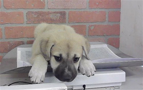 A2101528, a dog for adoption from City of Houston, Bureau of Animal Regulation and Care
