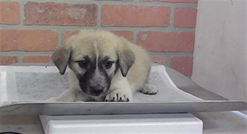 A2101529, a dog for adoption from City of Houston, Bureau of Animal Regulation and Care