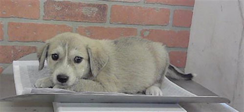 A2101530, a dog for adoption from City of Houston, Bureau of Animal Regulation and Care