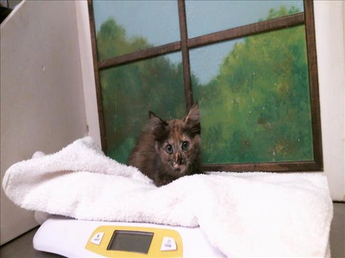 KELLY, a cat for adoption from City of Houston, Bureau of Animal Regulation and Care