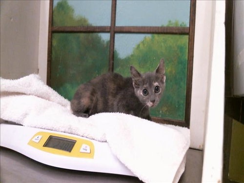 KIARA, a cat for adoption from City of Houston, Bureau of Animal Regulation and Care
