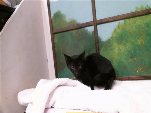 KENZO, a cat for adoption from City of Houston, Bureau of Animal Regulation and Care