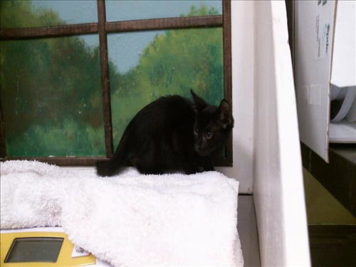 KENNY, a cat for adoption from City of Houston, Bureau of Animal Regulation and Care